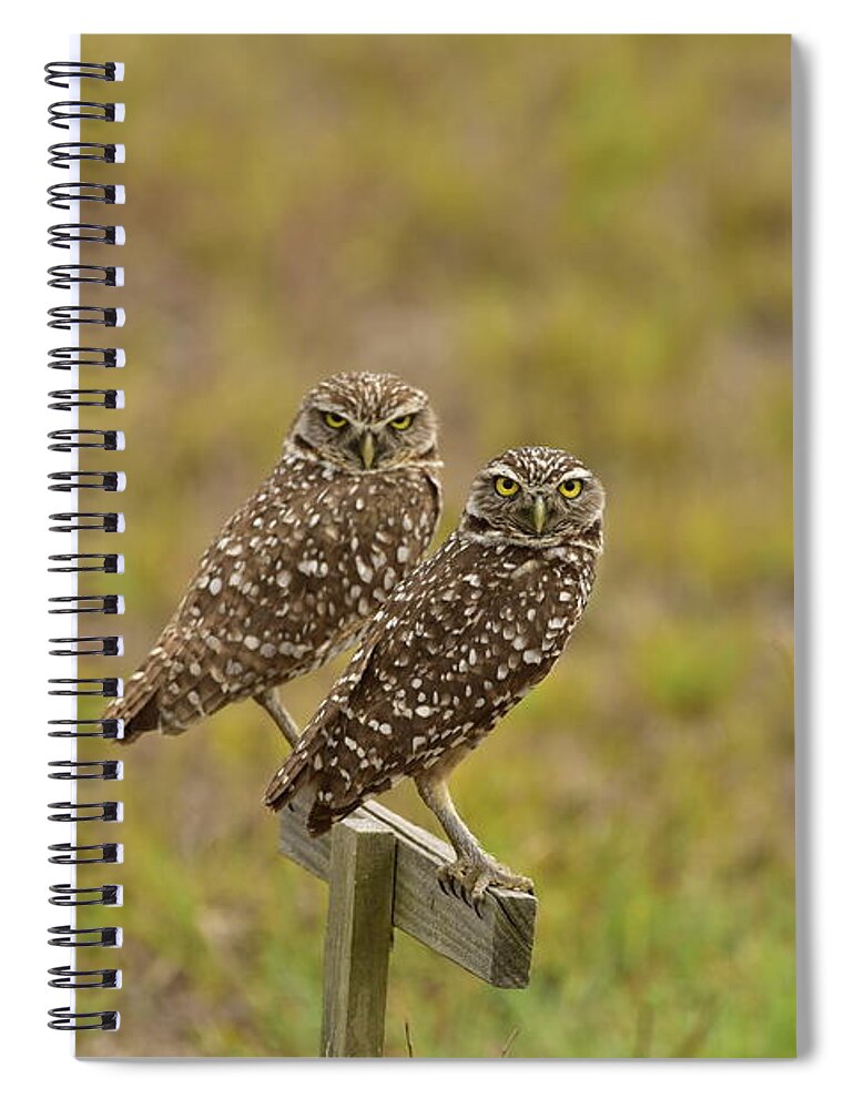 Burrowing Owl Spiral Notebook featuring the photograph Burrowing Owl Pair #1 by Cindy McIntyre