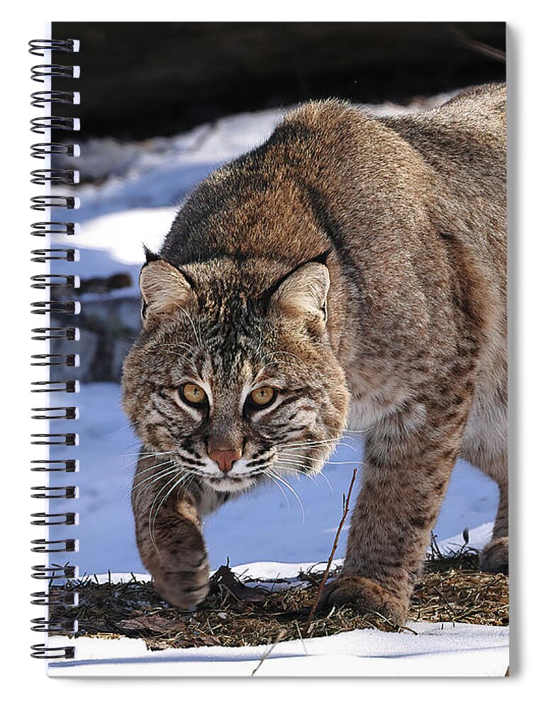Bobcat Spiral Notebook featuring the photograph Cat on the Prowl #1 by Duane Cross