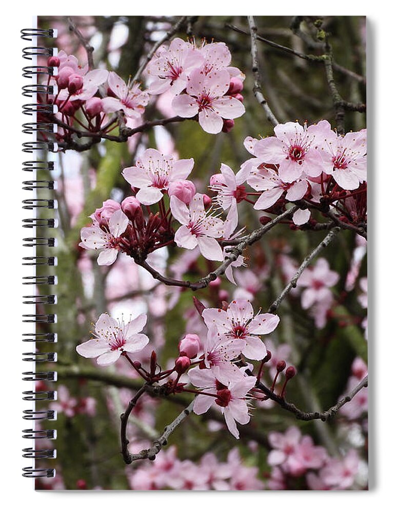 Cherry Blossoms Spiral Notebook featuring the photograph Cherry Blossoms #1 by Scott Cameron