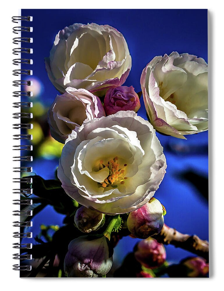 Cherry Tree Blossoms Spiral Notebook featuring the photograph Cherry Tree Blossoms #1 by David Patterson