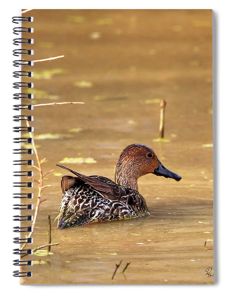 Cinnamon Teal Spiral Notebook featuring the photograph Cinnamon Teal Hen #1 by Robert Harris