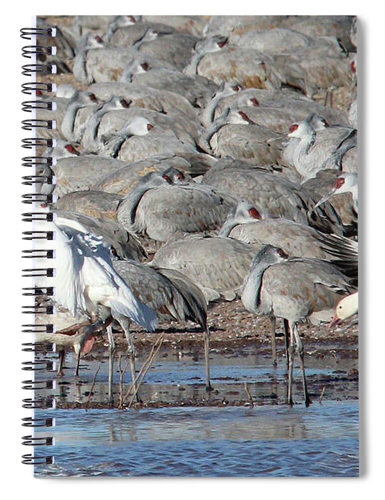 Water Spiral Notebook featuring the photograph Cleared For Landing #1 by Robert Harris