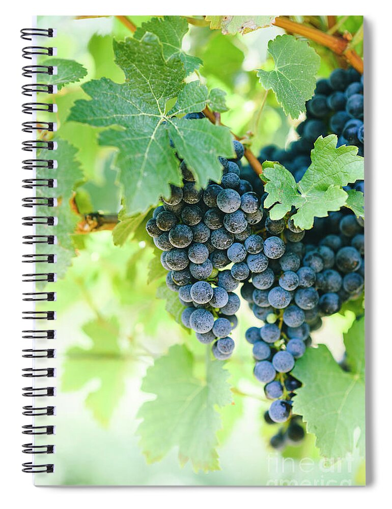 Grape Spiral Notebook featuring the photograph Closeup of fresh purple grape on branch in vineyard. #1 by Jelena Jovanovic