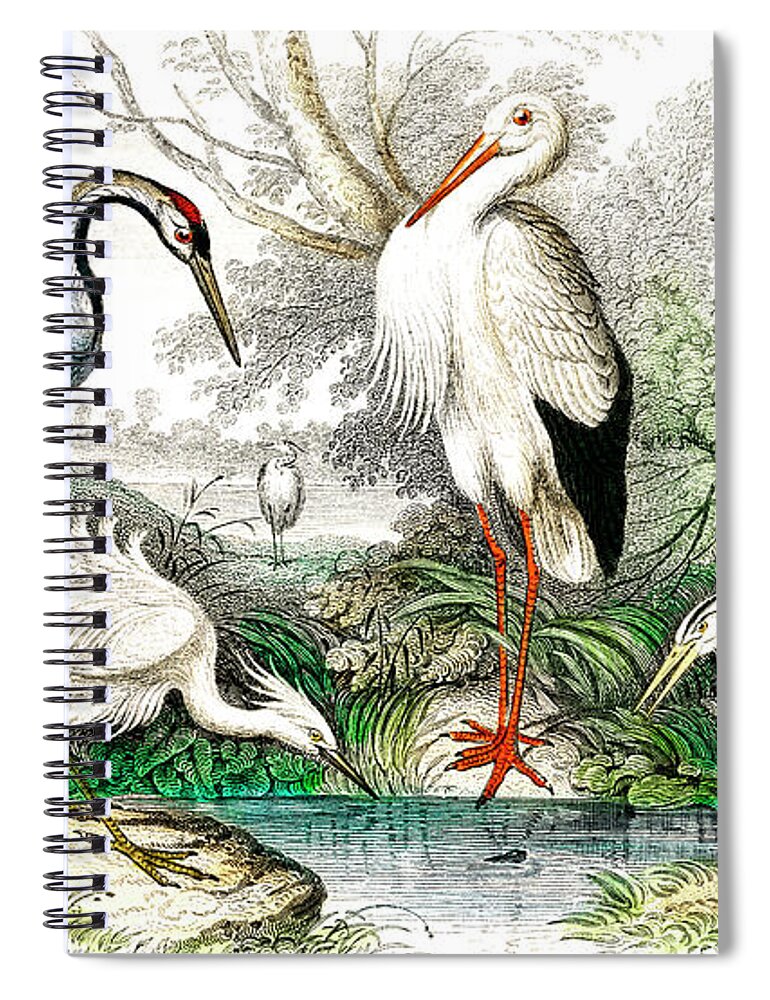 Common Crane Spiral Notebook featuring the drawing Common Crane, White Stork, Gigantic Crane, Common Heron, and Little Egret #1 by Oliver Goldsmith