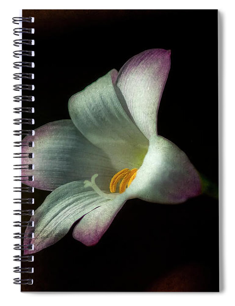  Architectural Spiral Notebook featuring the photograph Day Lilly #2 by Lou Novick