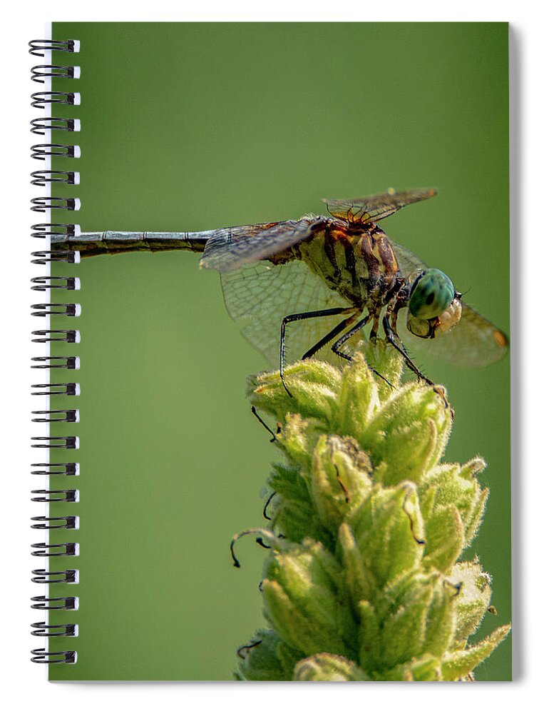 Insect Spiral Notebook featuring the photograph Dragon Fly by Cathy Kovarik