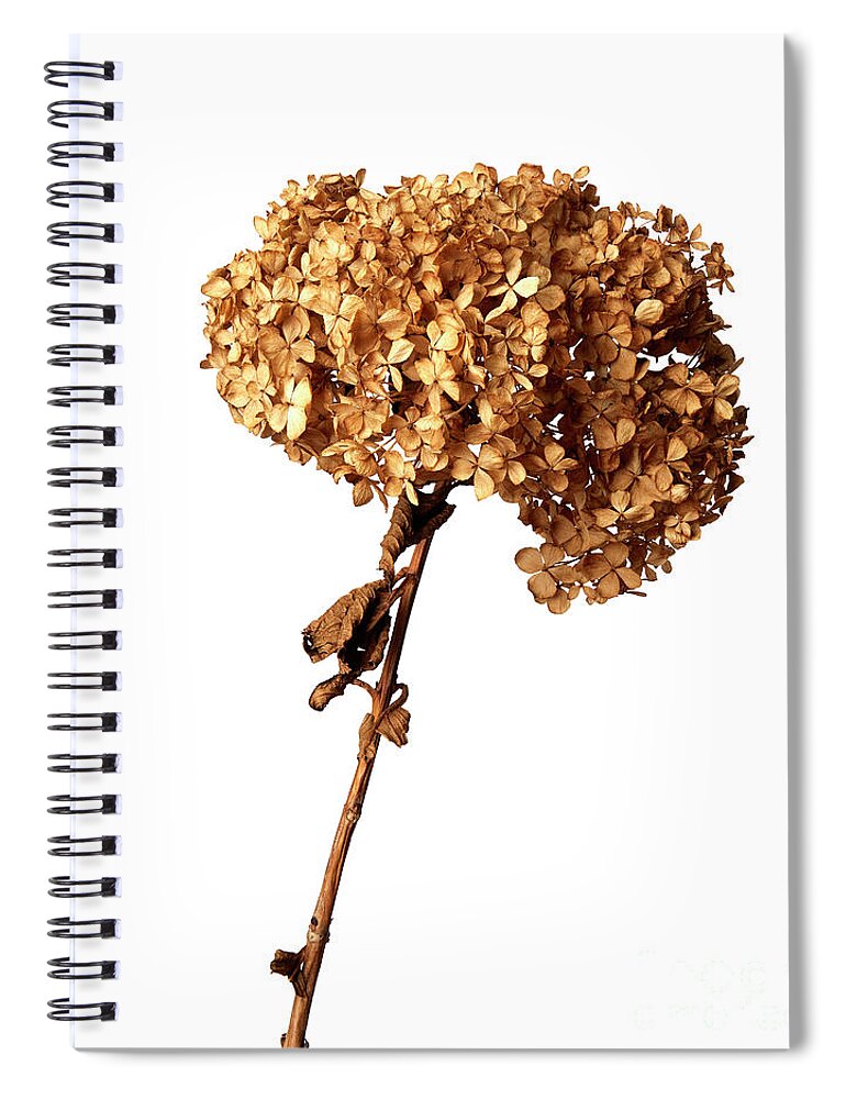 Dry Hydrangea Spiral Notebook featuring the photograph Dry Hydrangea #1 by Tony Cordoza