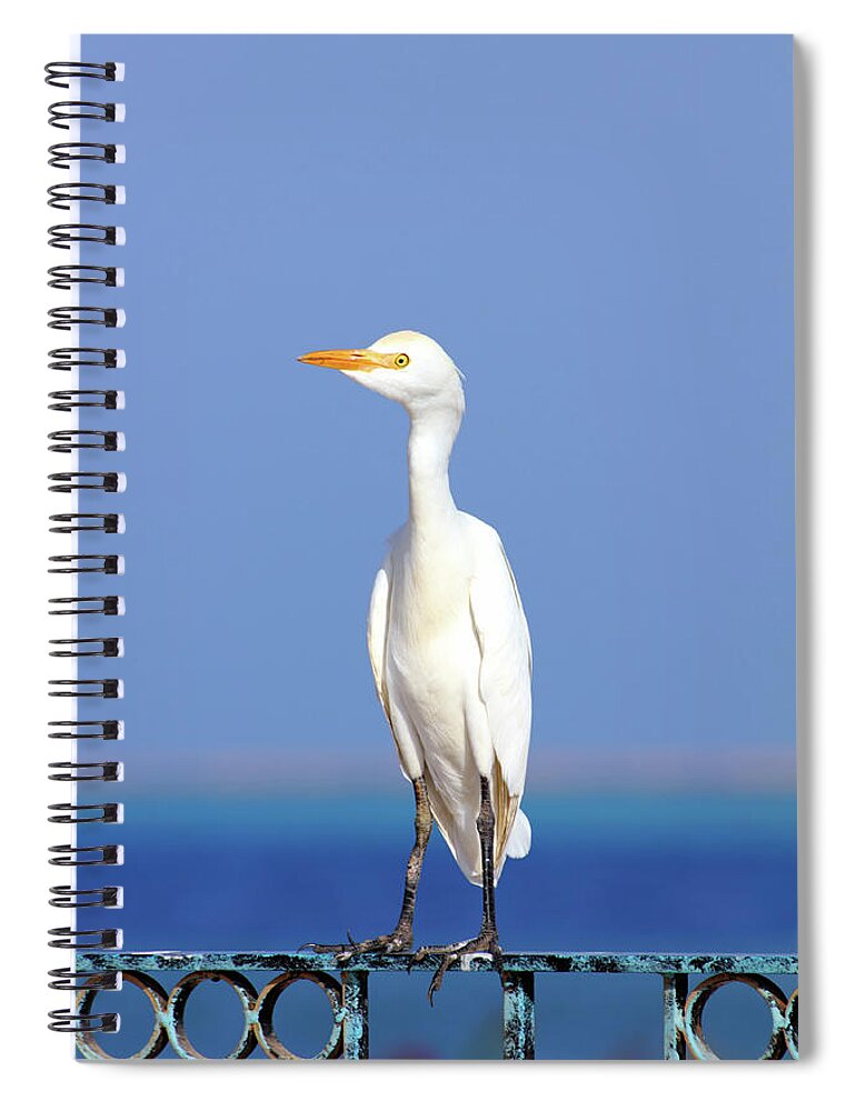 Animals Spiral Notebook featuring the photograph Egyptian heron - Bubulcus ibis #1 by Mikhail Kokhanchikov