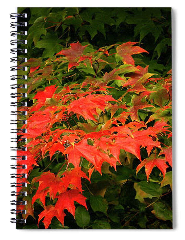 Red Leaves Spiral Notebook featuring the photograph Fall Leaves #1 by Cheryl Day