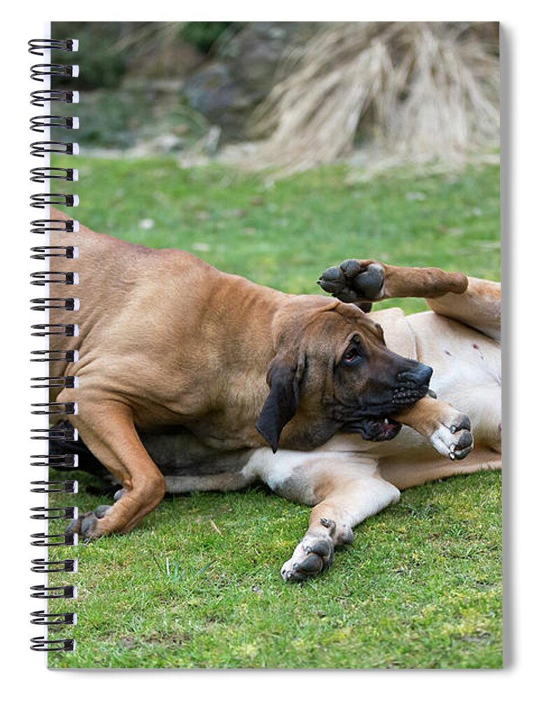 female of guardian dog Fila Brasileiro, Brazilian Mastiff #1 Spiral  Notebook by Artush Foto - Pixels