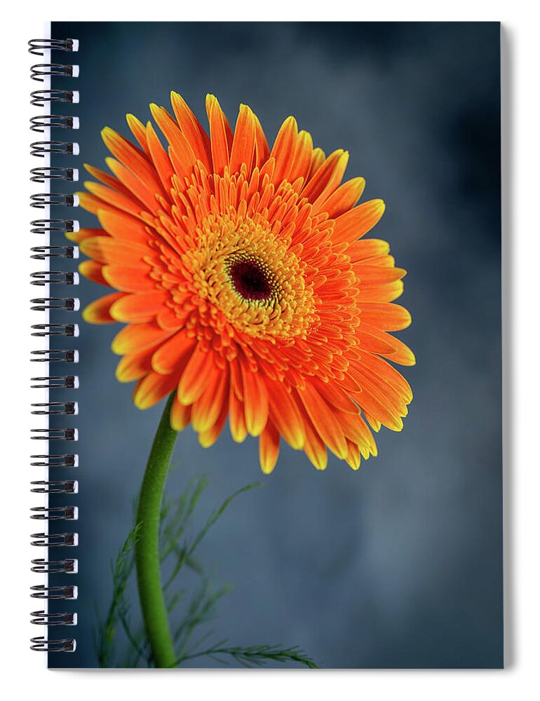 Daisies Spiral Notebook featuring the photograph Fresh beautiful orange daisy flower blossom. Blooming flower by Michalakis Ppalis