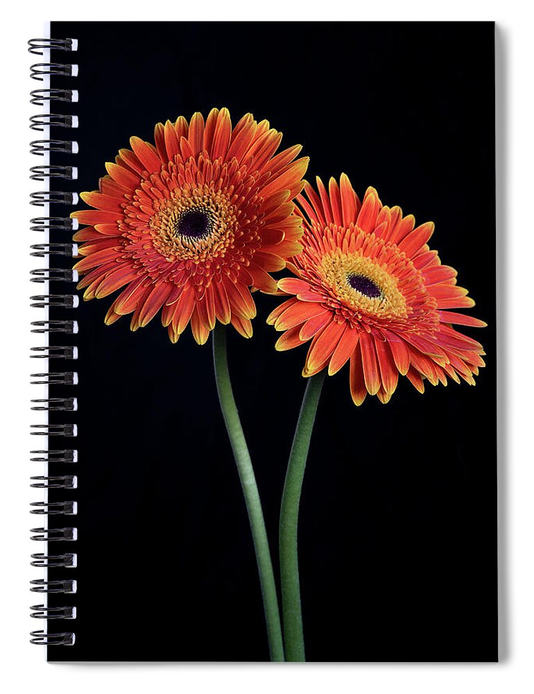 Daisies Spiral Notebook featuring the photograph Fresh Daisy flower isolated on black background by Michalakis Ppalis