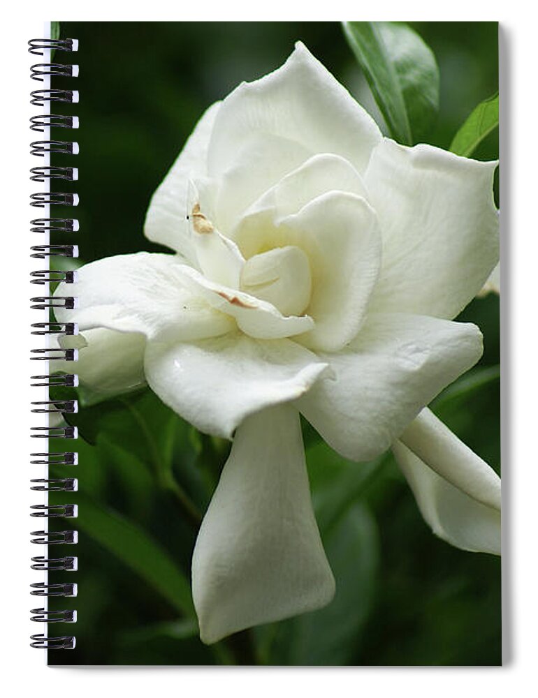  Spiral Notebook featuring the photograph Gardenia by Heather E Harman