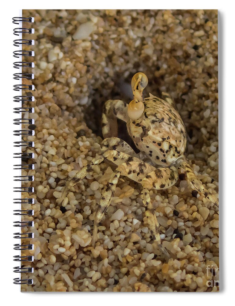Hawaii Spiral Notebook featuring the photograph Ghost Crab at Home in Hole by Nancy Gleason