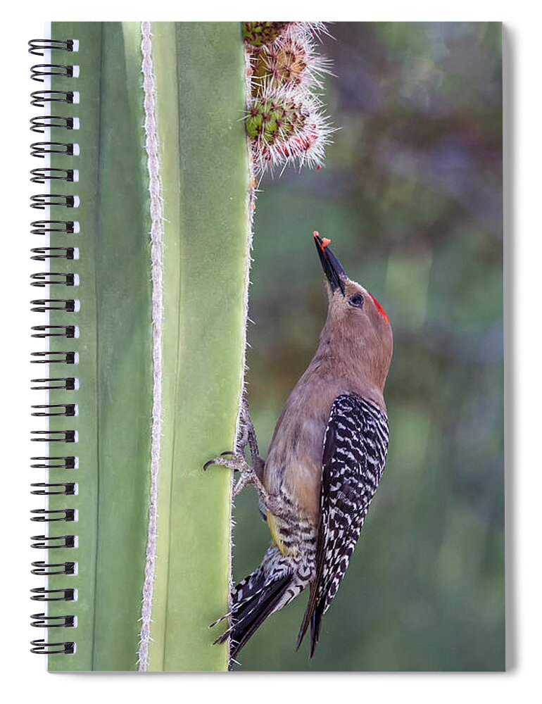 Gila Spiral Notebook featuring the photograph Gila Woodpecker 0547-051318-1cr #1 by Tam Ryan