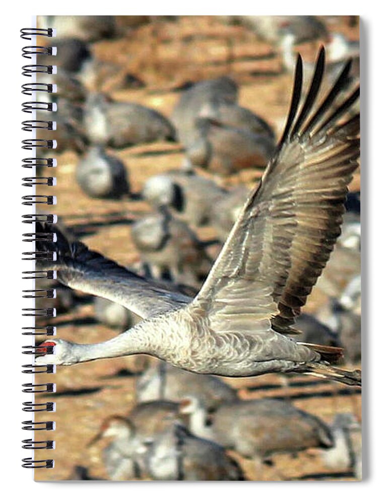 Wildlife Spiral Notebook featuring the photograph Gliding by Robert Harris