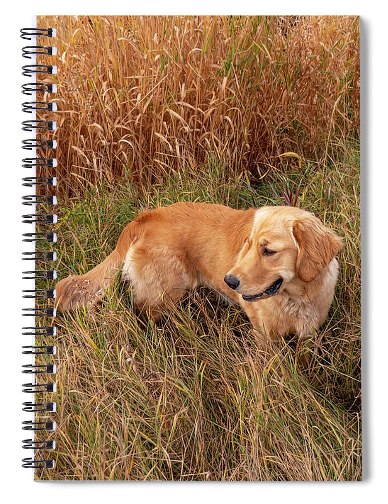 Golden Spiral Notebook featuring the photograph Golden Retriever In Tall Grass by Karen Rispin