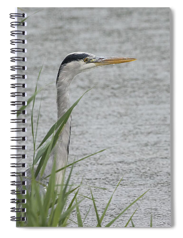 100-400mmlmk2 Spiral Notebook featuring the photograph Grey Heron #1 by Wendy Cooper