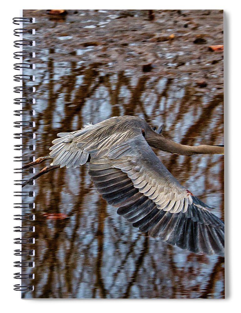 Birds Spiral Notebook featuring the photograph Heron in flight #1 by Paul Ross