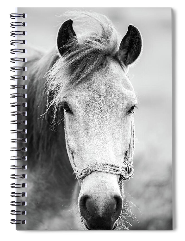 Horse Spiral Notebook featuring the photograph Horse #1 by Bess Hamiti