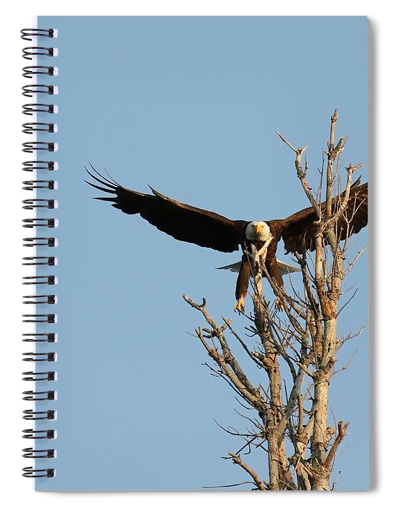 Bald Eagle Spiral Notebook featuring the photograph Incoming #1 by Heather King
