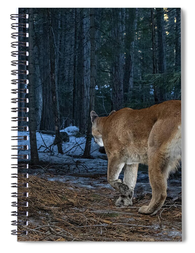 Lion Spiral Notebook featuring the photograph Into the Woods 2 by Randy Robbins