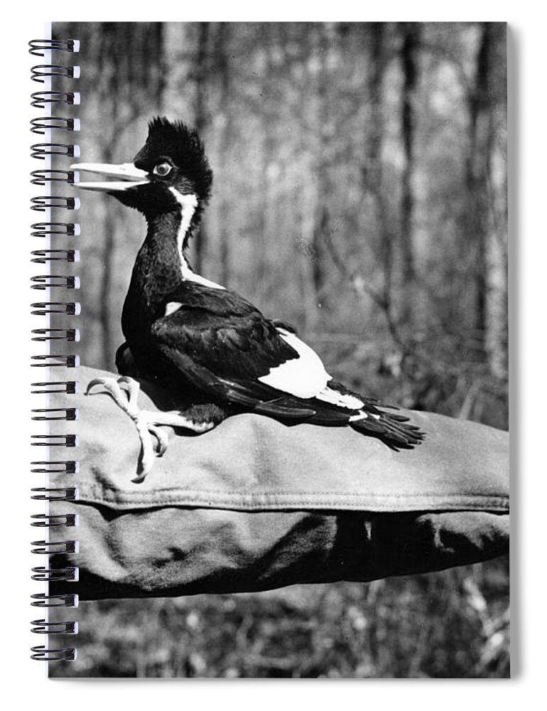 8v3737 Spiral Notebook featuring the photograph Ivory-Billed Woodpecker Nestling #1 by James T Tanner