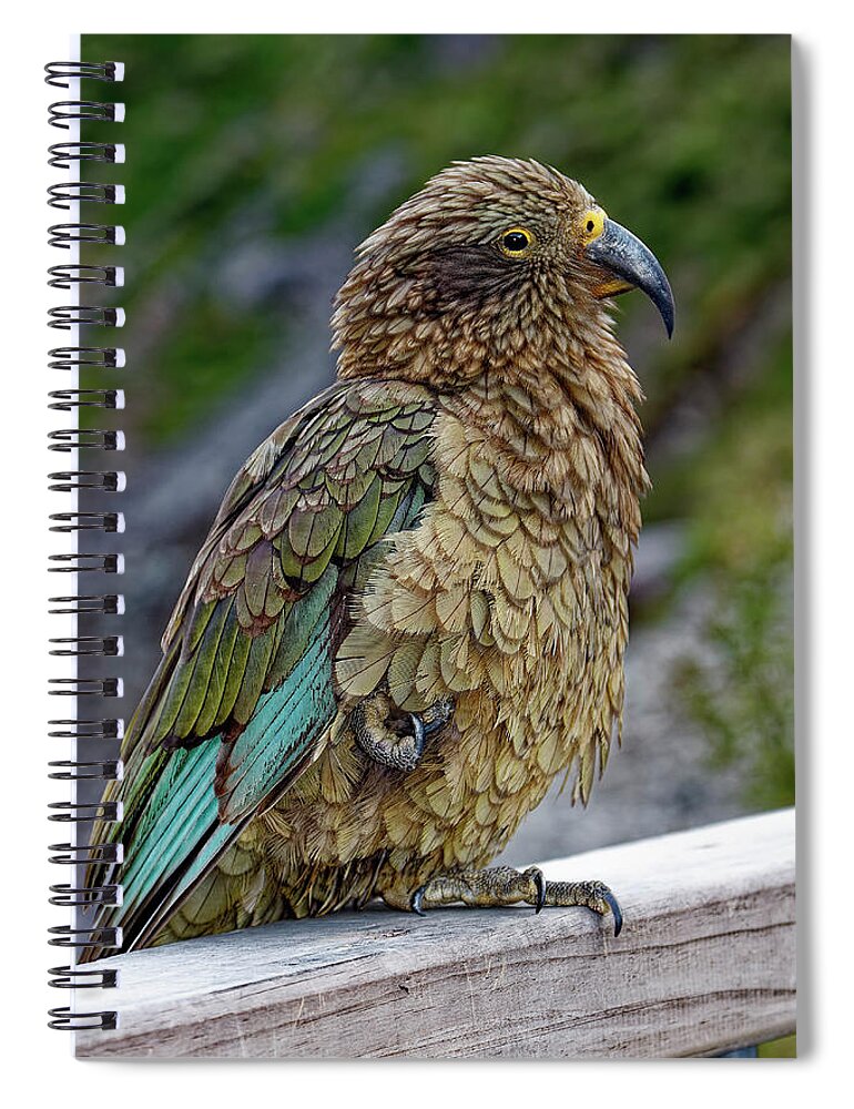 Kea Bird Spiral Notebook featuring the photograph Kea Bird by Sally Weigand