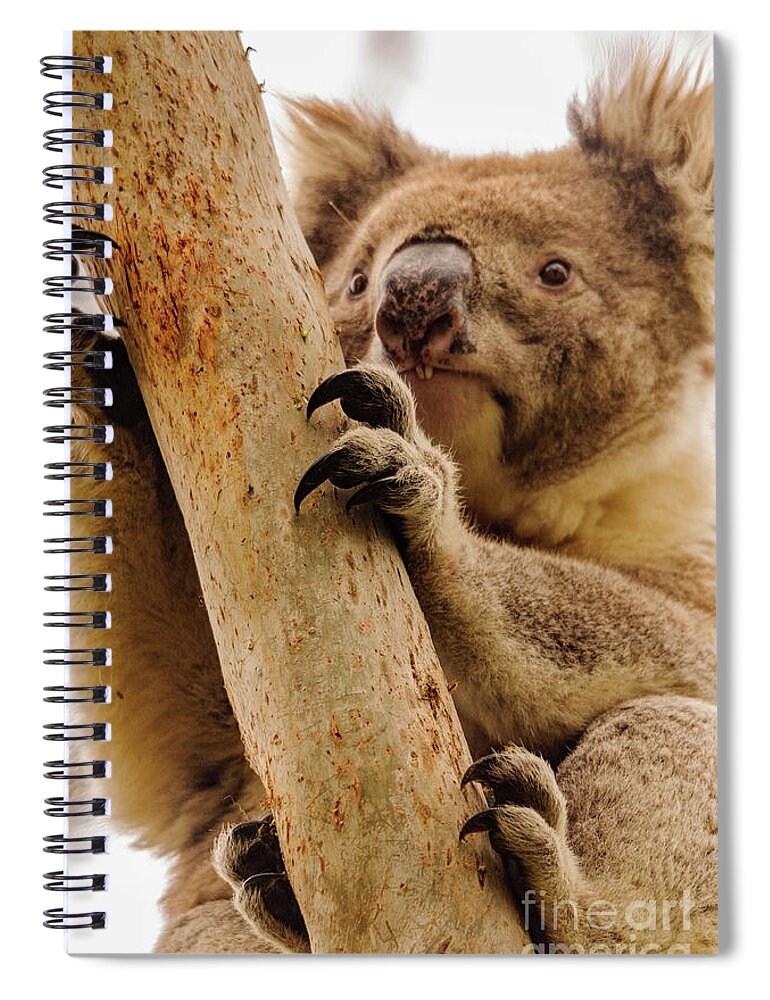 Koala Spiral Notebook featuring the photograph Koala 14 by Werner Padarin