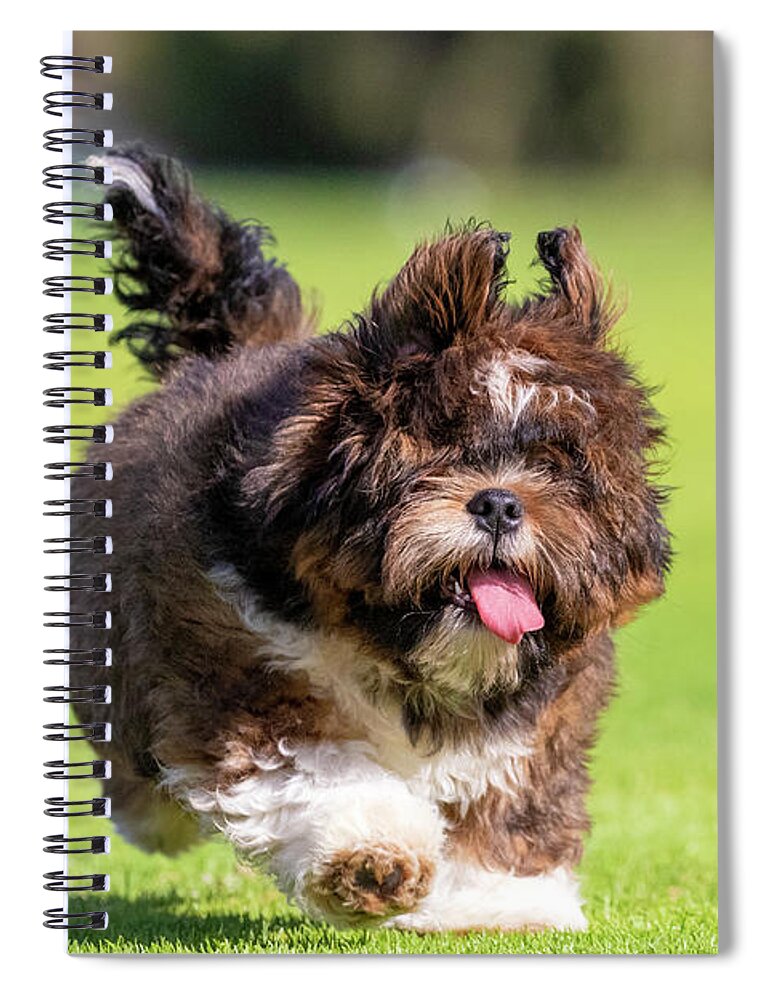 Lhasa Apso Spiral Notebook featuring the photograph Lhasa Apso Puppy #2 by Diana Andersen