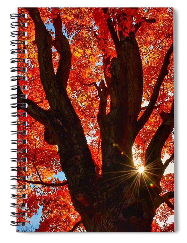 Landscape Spiral Notebook featuring the photograph Looking up #1 by Monika Salvan