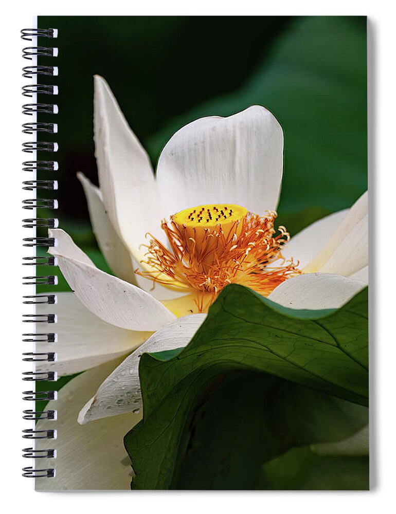 Lotus Spiral Notebook featuring the photograph Lotus Flower #2 by Flees Photos