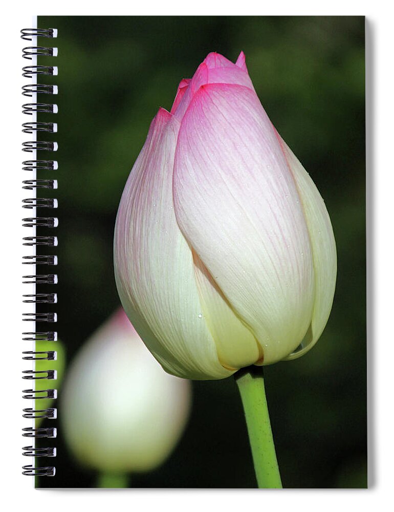 Flower Spiral Notebook featuring the photograph Lovely Lines #2 by Carolyn Stagger Cokley