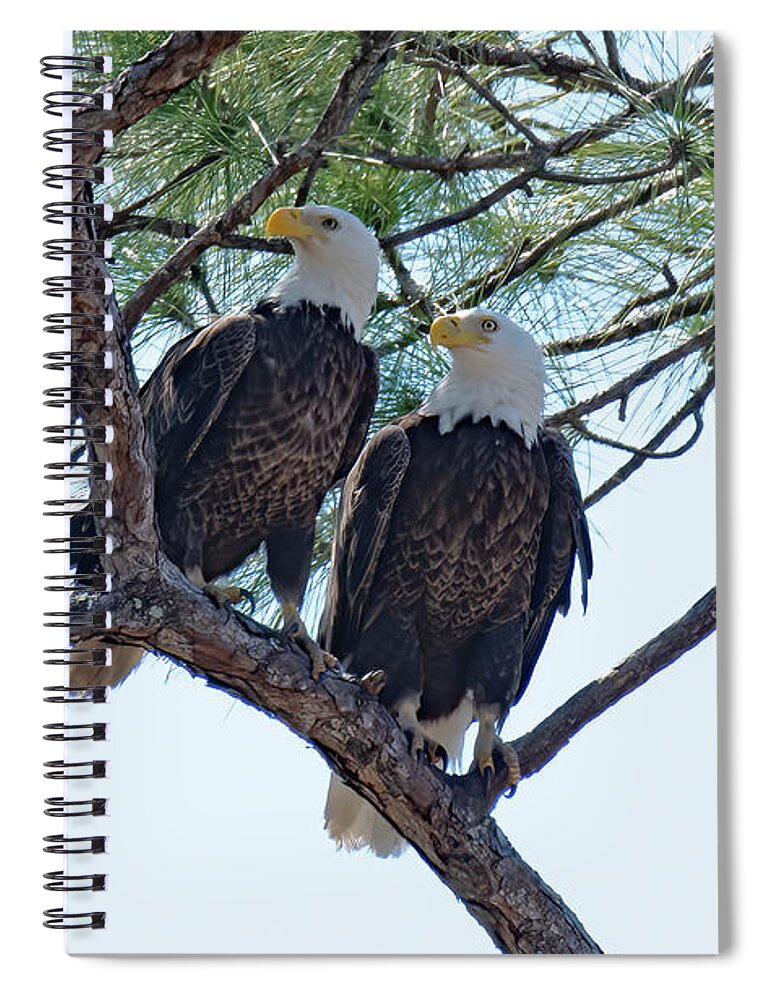 Bald Eagles Spiral Notebook featuring the photograph M15 and Harriet #2 by Liz Grindstaff