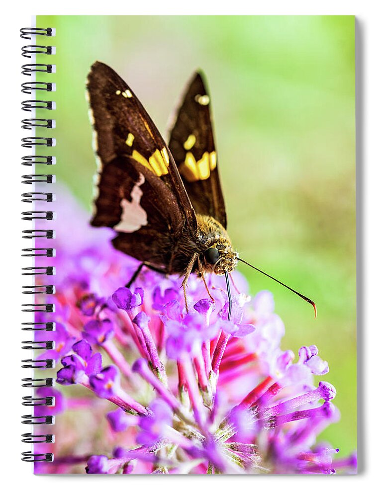 Plants Spiral Notebook featuring the photograph Macro Photography - Butterfly #1 by Amelia Pearn