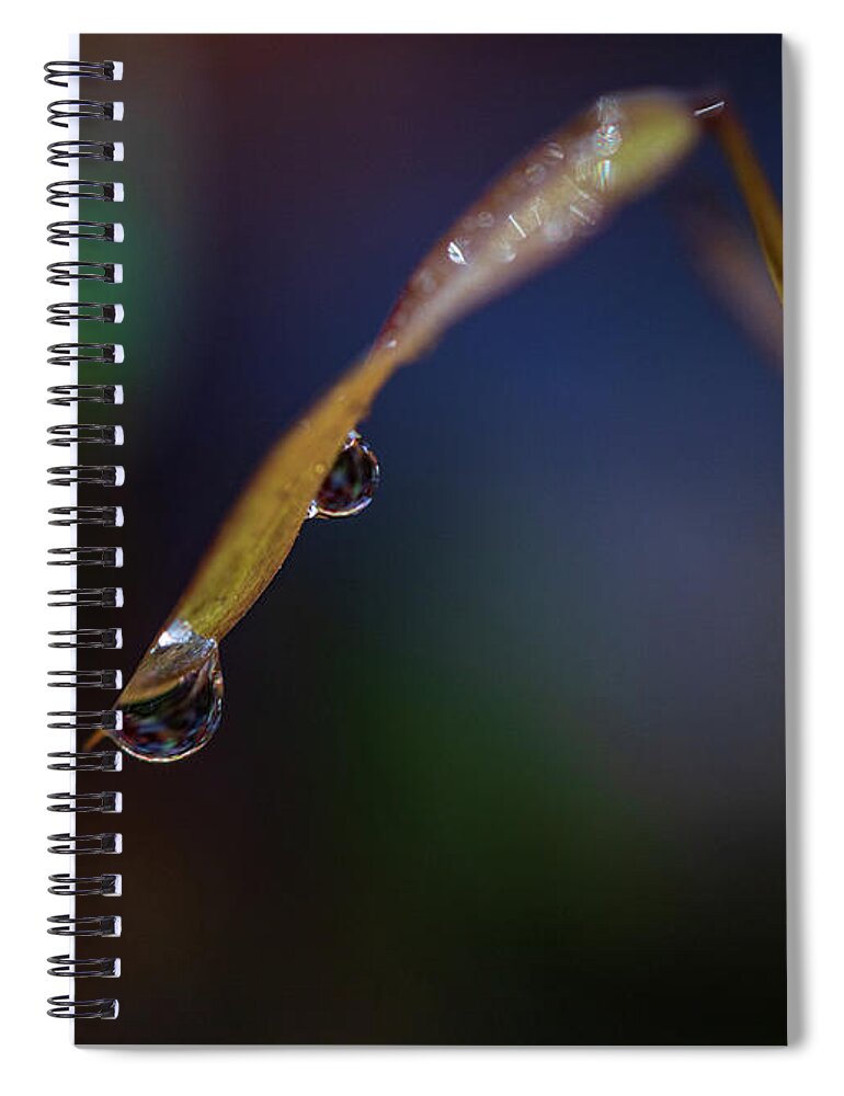 Fall Spiral Notebook featuring the photograph Macro Photography - Water Drops on Grass by Amelia Pearn