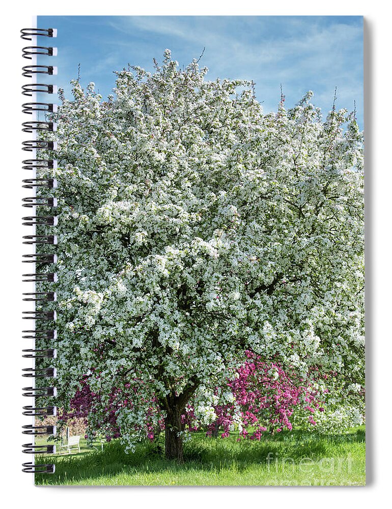 Malus Lady Northcliffe Spiral Notebook featuring the photograph Malus Lady Northcliffe Blossom #1 by Tim Gainey