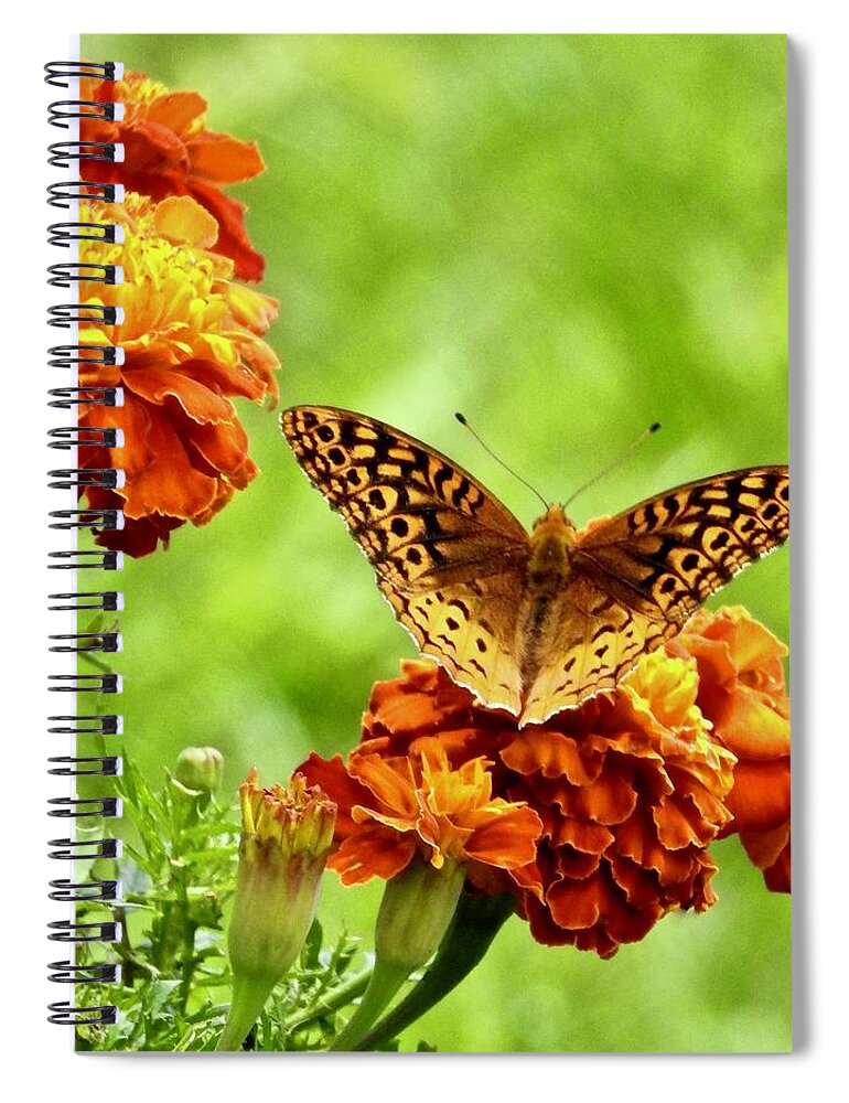 Marigold Butterfly Spiral Notebook featuring the photograph Marigold Butterfly #1 by Kathy Chism