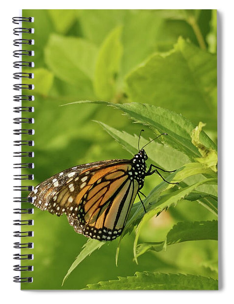 Butterfly Spiral Notebook featuring the photograph Monarch in Minneapolis by Natural Focal Point Photography
