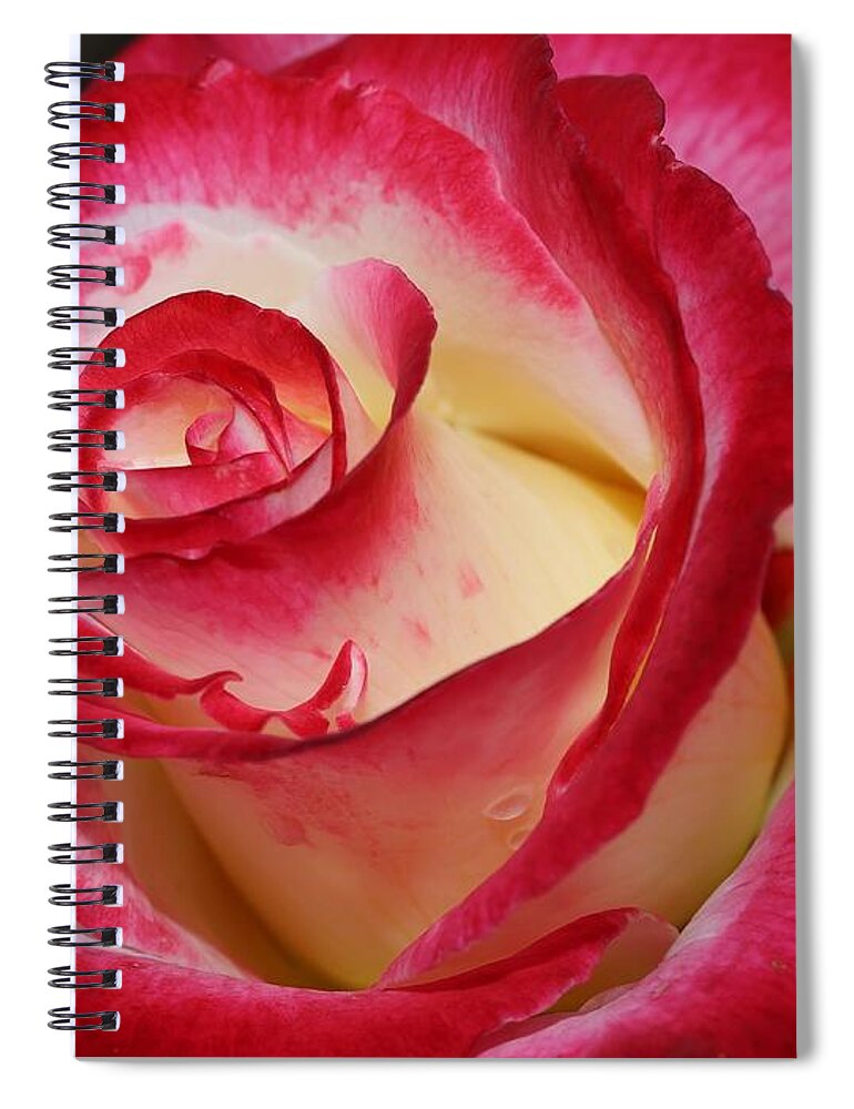 Rose Spiral Notebook featuring the photograph Multi-colored Rose by Mingming Jiang