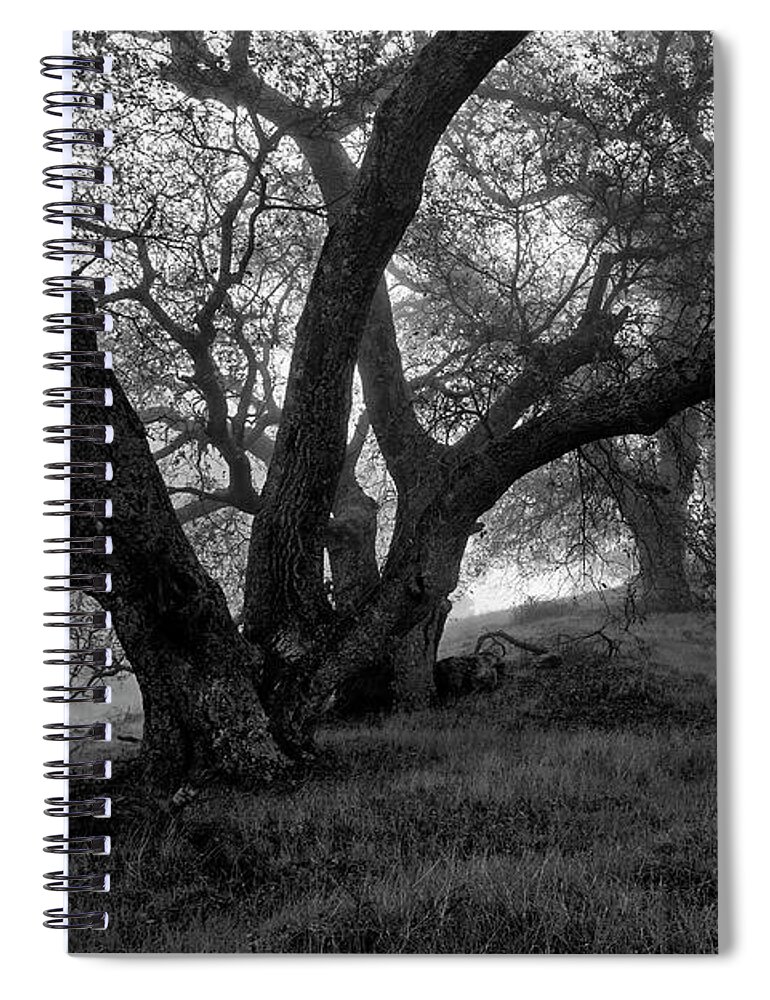Tree Spiral Notebook featuring the photograph Oaks in Fog #2 by Rick Pisio