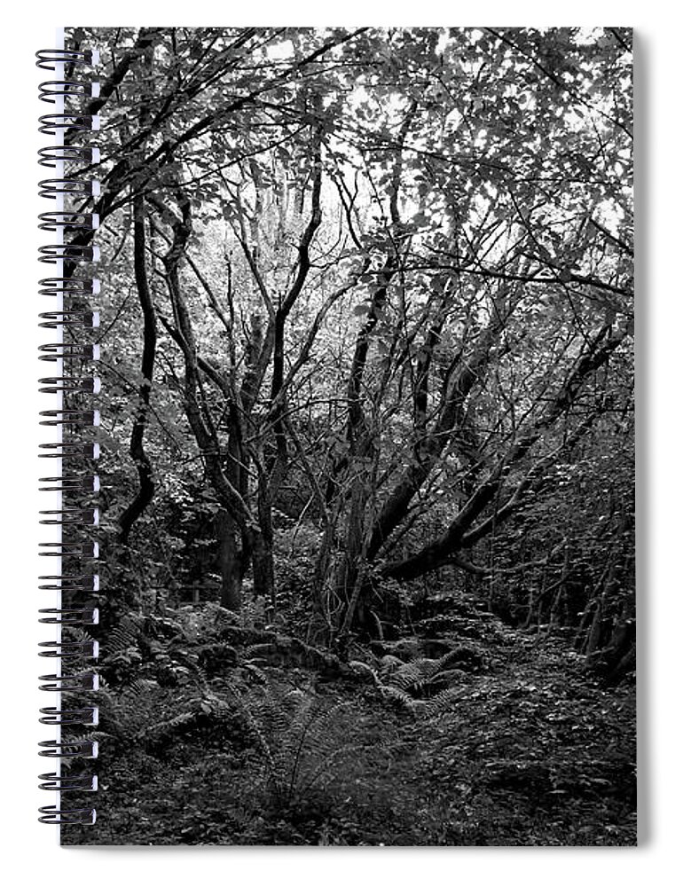 Old Growth Spiral Notebook featuring the photograph Old Growth Forest #1 by Doc Braham