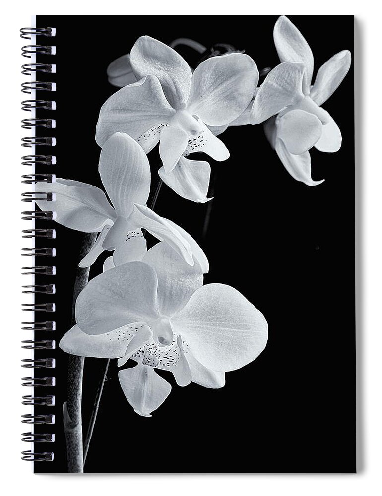 Orchids Spiral Notebook featuring the photograph Orchids Black and White #1 by Jeff Townsend