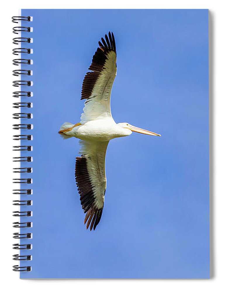 Pelicans Spiral Notebook featuring the photograph Pelican in Flight #1 by Shirley Dutchkowski