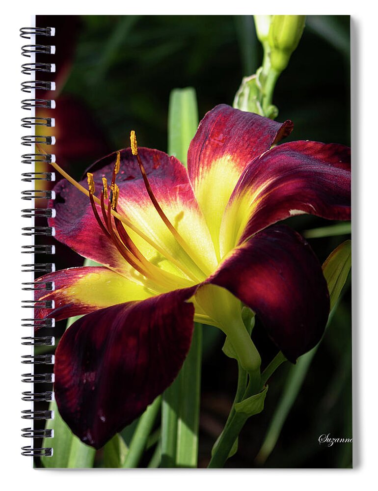 Photograph Spiral Notebook featuring the photograph Persian Ruby Daylily II #2 by Suzanne Gaff