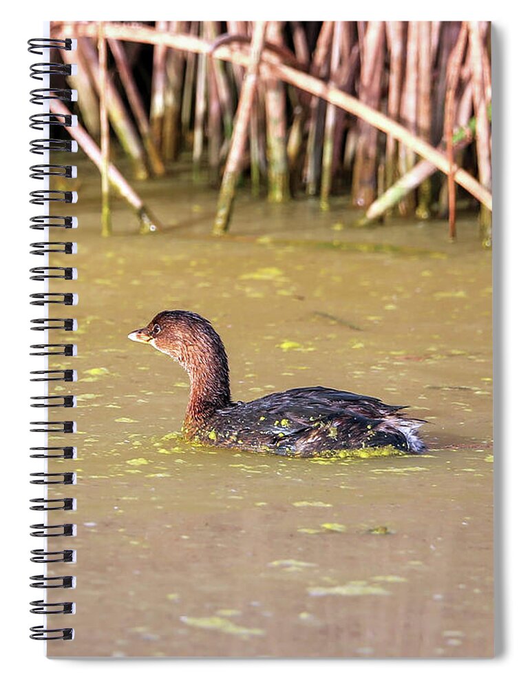 Grebe Spiral Notebook featuring the photograph Pied-billed Grebe in Winter #1 by Robert Harris