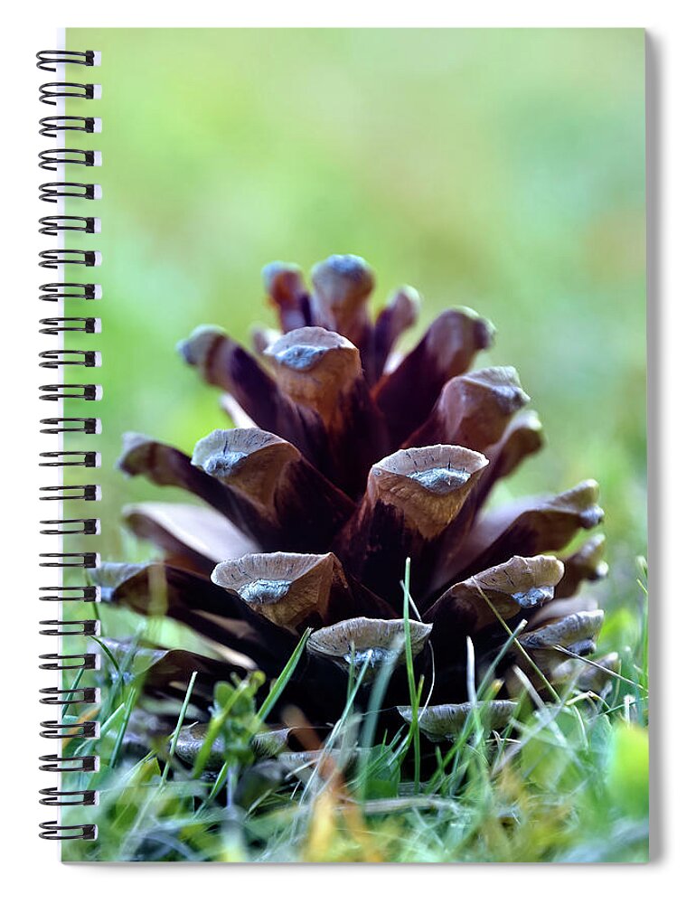 Tree Spiral Notebook featuring the photograph Pine Cone #1 by Kuni Photography