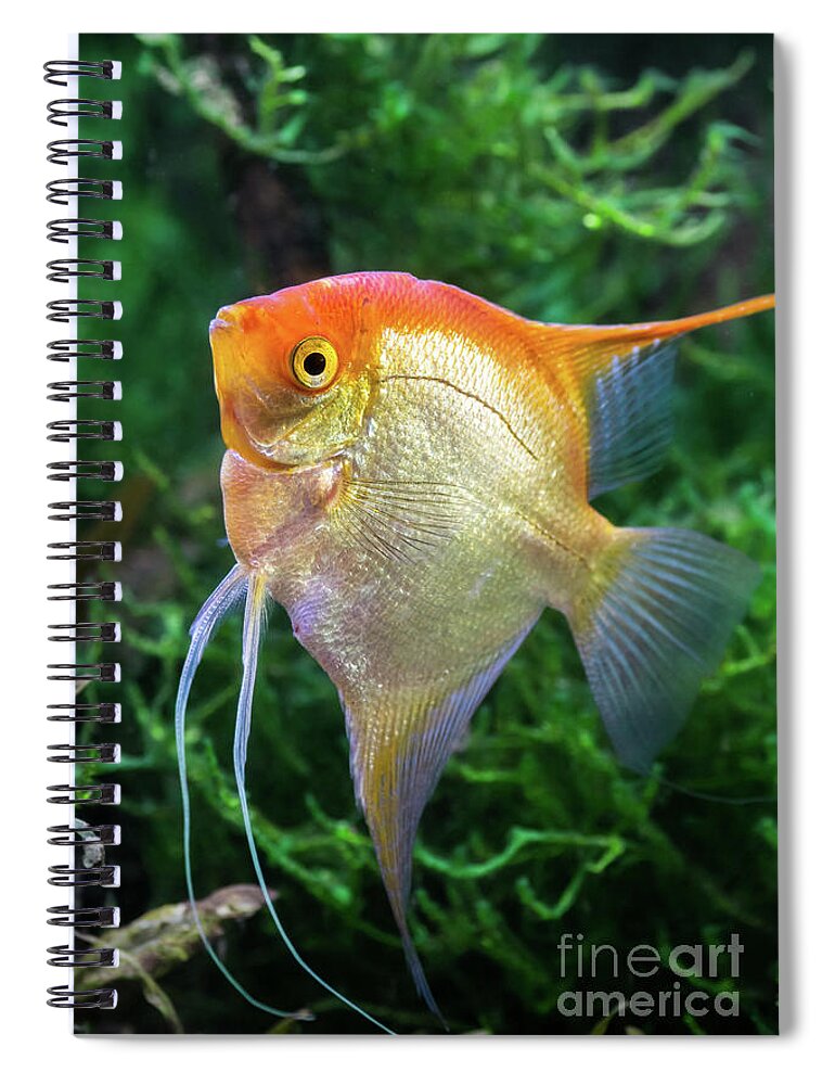 Fish Spiral Notebook featuring the photograph Pterophyllum Scalare yellow angel tropical fish underwater with plants #1 by Gregory DUBUS