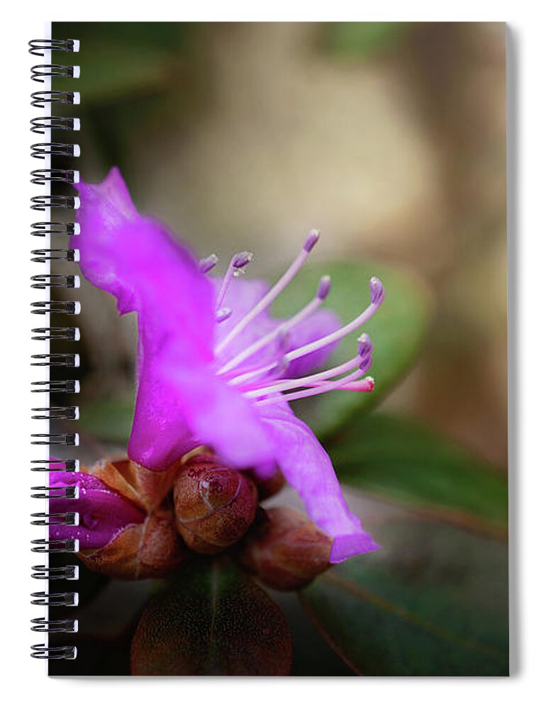 Purple Rhododendron Blossom Spiral Notebook featuring the photograph Purple Rhododendron Print by Gwen Gibson