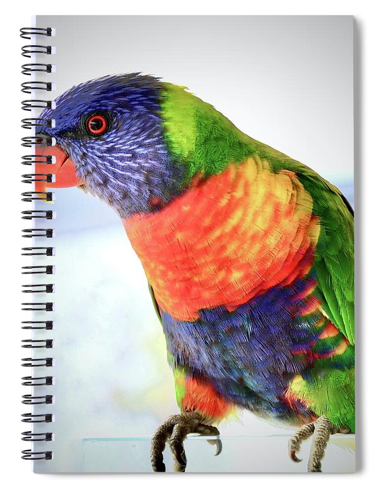 Rainbow Spiral Notebook featuring the photograph Rainbow Lorikeet by Sarah Lilja